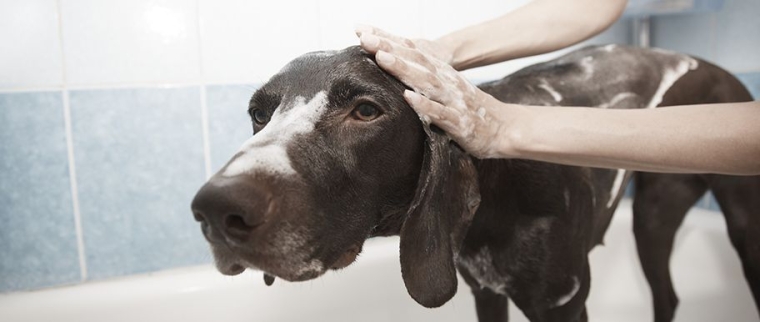 Soins et hygiène du chien